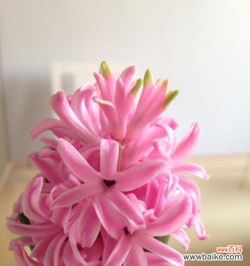 探究花语中粉色风信子的象征意义和文化价值 粉色风信子的花语