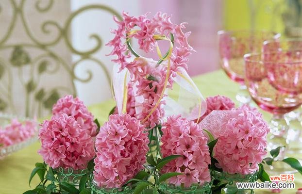 探究花语中粉色风信子的象征意义和文化价值 粉色风信子的花语