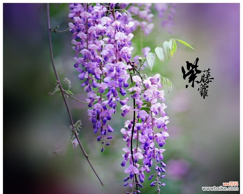 深入解读紫藤萝的含义与象征 紫藤萝的花语