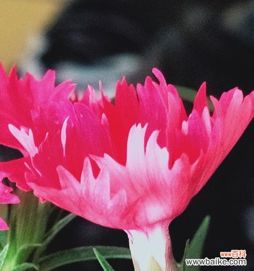 传承千年，意蕴深远，从古至今，它们代表的是什么？ 揭秘石竹梅花语