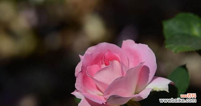 探寻月季花的神秘语言 月季花的花语和寓意