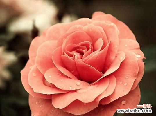 探寻月季花的神秘语言 月季花的花语和寓意