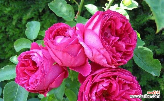 了解月季花所传递的深刻寓意与情感 月季花的花语和寓意