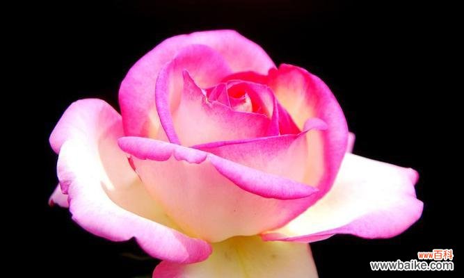 探索月季花语的神秘之处 解读月季花语的含义