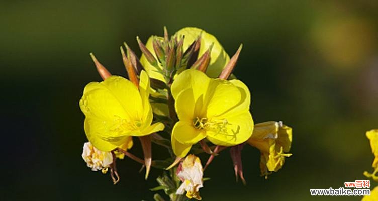 月见草的传说与花语 月见草——花开如月光，寄托希望的神秘之花