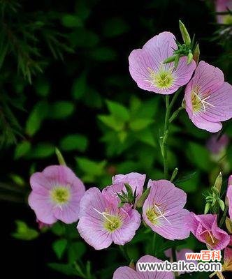 月见草的传说与花语 月见草——花开如月光，寄托希望的神秘之花