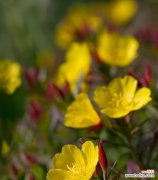 解读月见草花语的意义 月见草花语之美——探寻自然的力量