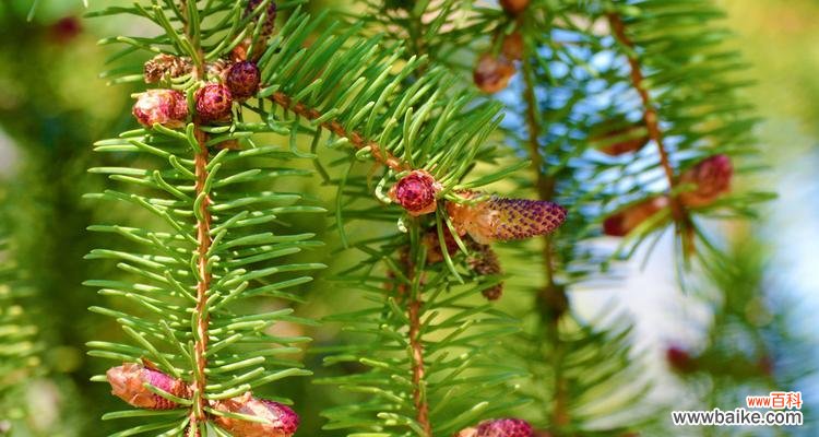探索云杉的寓意与养殖之道 云杉——力量与长寿的象征