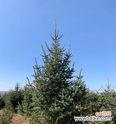 探索云杉的寓意与养殖之道 云杉——力量与长寿的象征