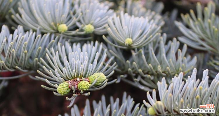 探索云杉的寓意与养殖之道 云杉——力量与长寿的象征