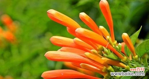 探索云实花语的深层意义与传承文化之道 以云实的花语与文化背景