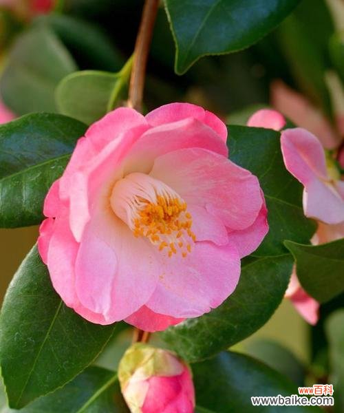 探索云实花语的深层意义与传承文化之道 以云实的花语与文化背景