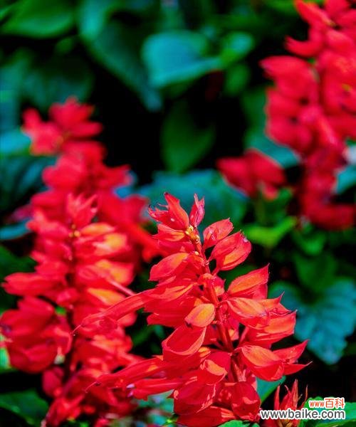 探索云实花语的深层意义与传承文化之道 以云实的花语与文化背景