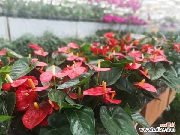 红掌叶子发黑怎么办