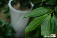 平安树叶子卷曲怎么办