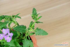 美女樱的病害防治方法