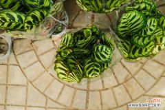 孔雀竹芋的叶斑病防治方法