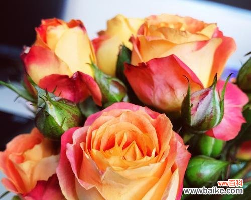 多头玫瑰代表什么意思？多头玫瑰的花语有哪些？