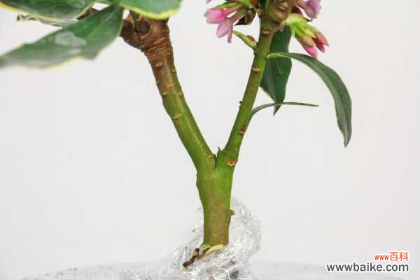 瑞香的叶子发黑怎么办