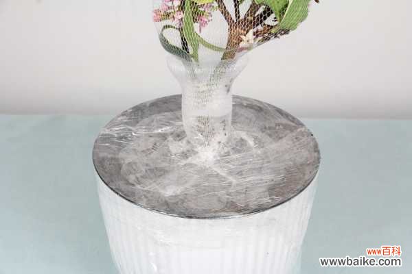 瑞香的叶子发黑怎么办