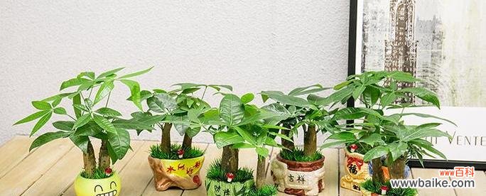 发财树的寓意和象征风水是什么？如何在家居风水中正确摆放？