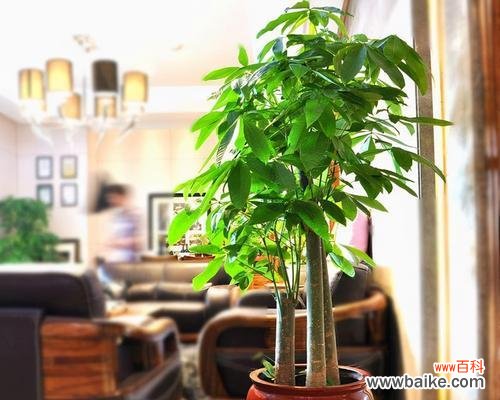 发财树寓意是什么？如何在风水中发挥作用？