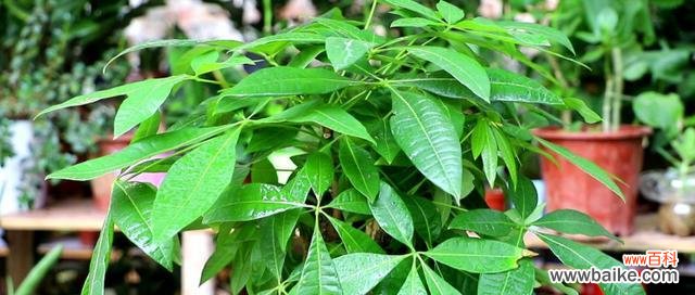 发财树的花语是什么？它象征着什么寓意？