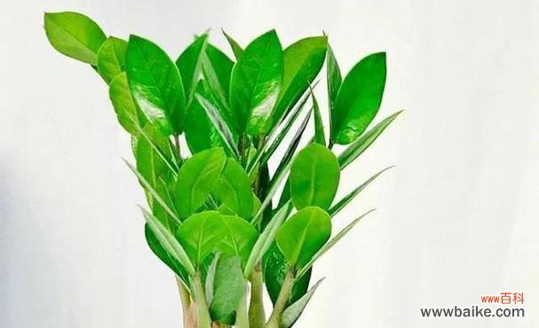 发财树的花语是什么？它象征着什么寓意？