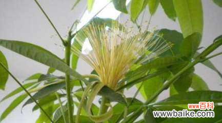 发财树开花好吗？其风水寓意是什么？