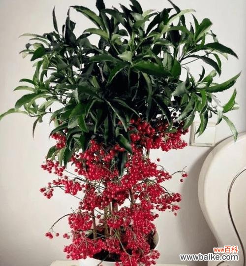 发财竹会开花吗?开花的花语和寓意是什么?