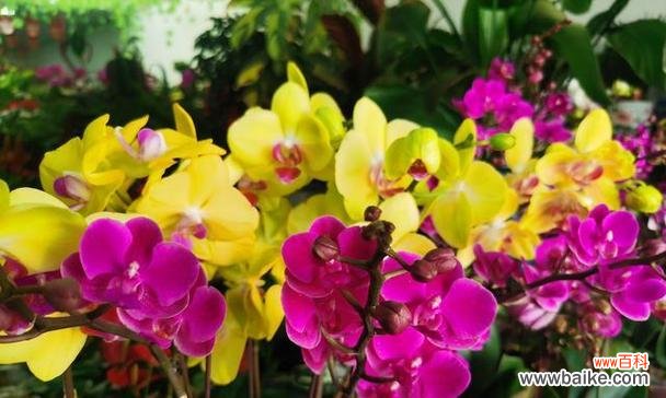 粉蝶花的花语代表什么？如何正确理解粉蝶花的含义？