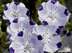 粉蝶花的花语代表什么？如何正确理解粉蝶花的含义？