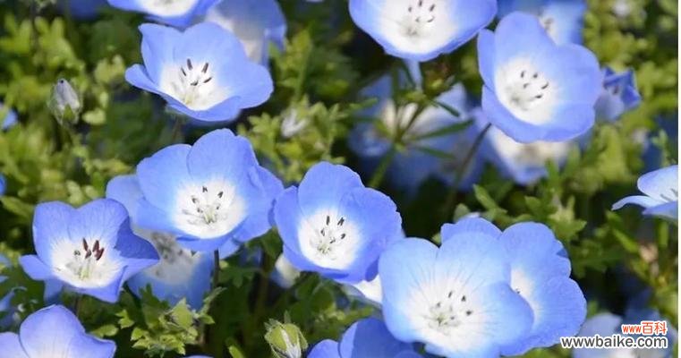 粉蝶花的花语代表什么？如何正确理解粉蝶花的含义？