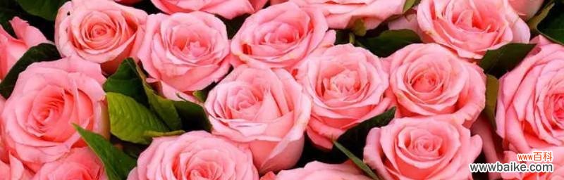 粉玫瑰的花语是什么？如何正确表达爱意？