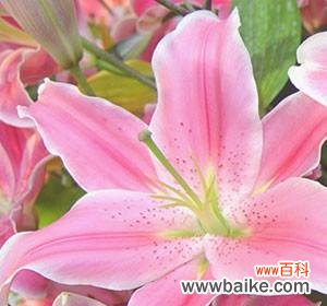 粉色百合的花语是什么?如何正确解读粉色百合的含义?