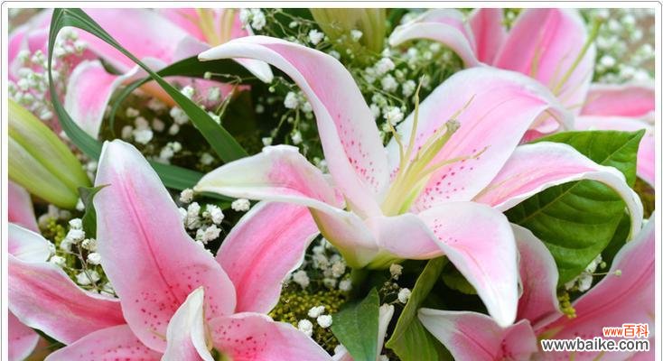 粉色百合花的花语和寓意是什么？如何正确解读粉色百合的含义？