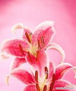 粉色百合花的花语和寓意是什么？如何正确解读粉色百合的含义？