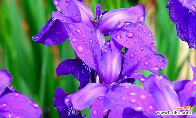 探寻“纯洁”与“神秘”的花语,了解这两种鸢尾花的不同魅力 白色鸢尾与紫色鸢尾的花语探秘