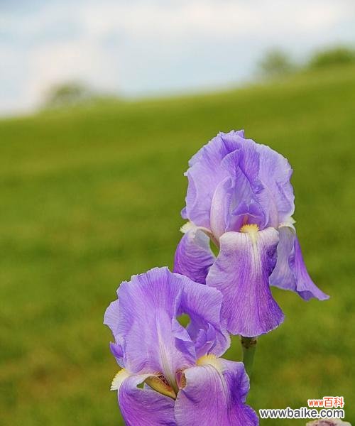 探寻“纯洁”与“神秘”的花语,了解这两种鸢尾花的不同魅力 白色鸢尾与紫色鸢尾的花语探秘