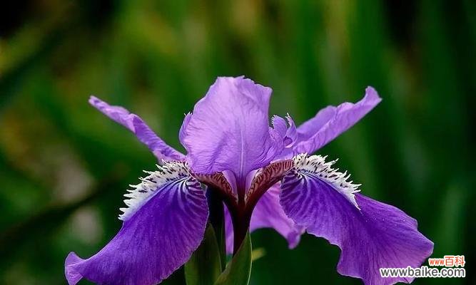 探寻“纯洁”与“神秘”的花语,了解这两种鸢尾花的不同魅力 白色鸢尾与紫色鸢尾的花语探秘