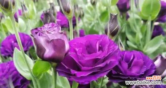 探秘紫色洋桔梗花的象征意义与文化内涵 紫色洋桔梗的花语与寓意
