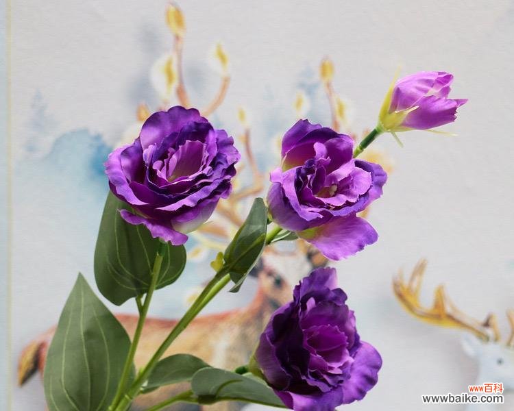探秘紫色洋桔梗花的象征意义与文化内涵 紫色洋桔梗的花语与寓意