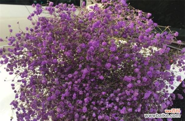 解析花色与意义,让你更懂满天星的含义 各色满天星的花语