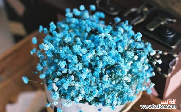 解析花色与意义,让你更懂满天星的含义 各色满天星的花语