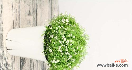 解析花色与意义,让你更懂满天星的含义 各色满天星的花语