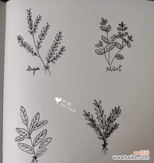 探寻猫尾草的象征意义与历史渊源 猫尾草的花语与文化背景