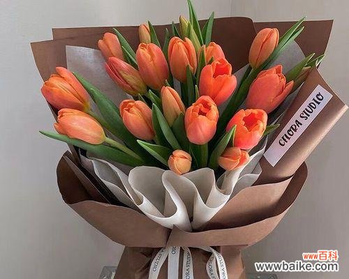 探究郁金香花语及其文化内涵 解密郁金香送几朵的含义