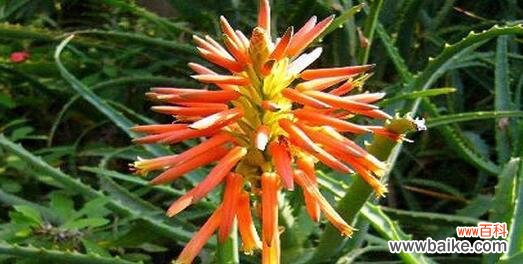 揭开芦荟神秘面纱，探寻其背后的花语传说 芦荟的花语与传说