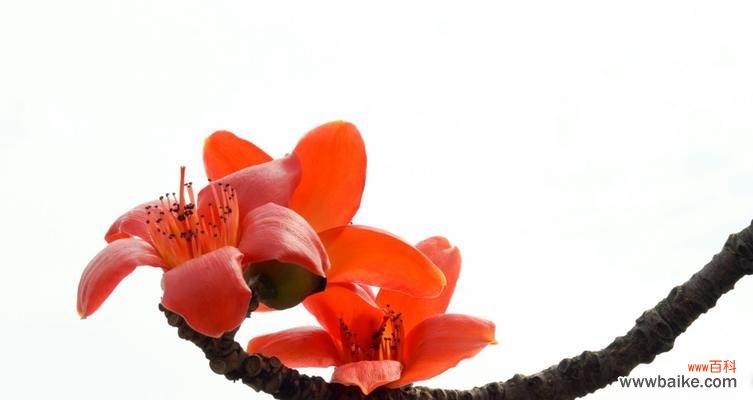 寓意卓越的“国色天香” 木棉树的象征意义