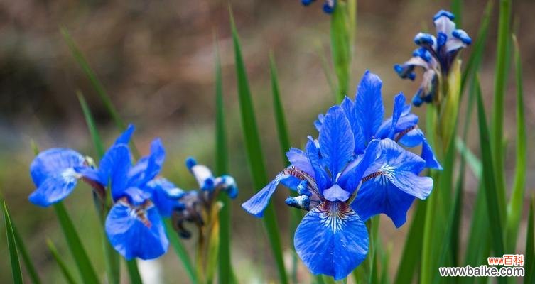传达沉着与自信 蓝色鸢尾花的花语